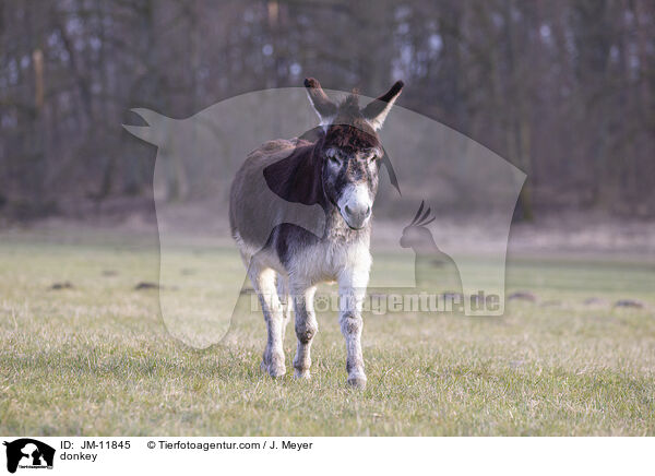 Esel / donkey / JM-11845