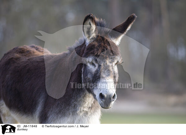 Esel / donkey / JM-11848