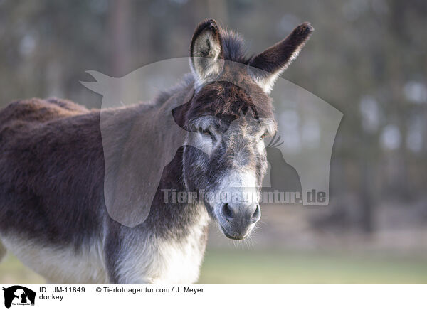 Esel / donkey / JM-11849