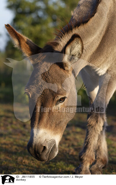 Esel / donkey / JM-11855