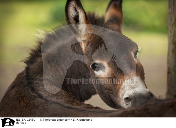 Esel / donkey / SK-02459