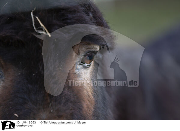 donkey eye / JM-13653