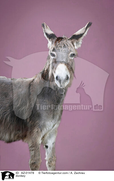 Esel / donkey / AZ-01478