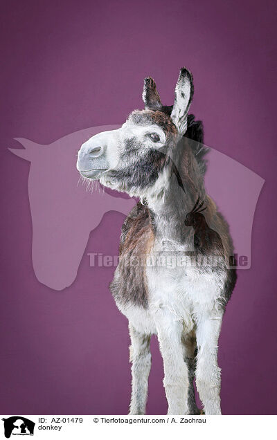 Esel / donkey / AZ-01479