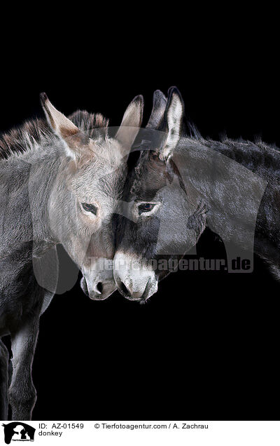 donkey / AZ-01549