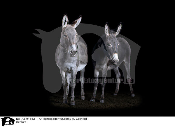 Esel / donkey / AZ-01552