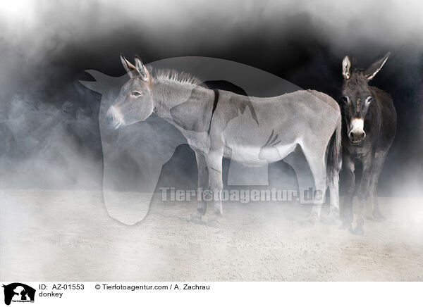 donkey / AZ-01553