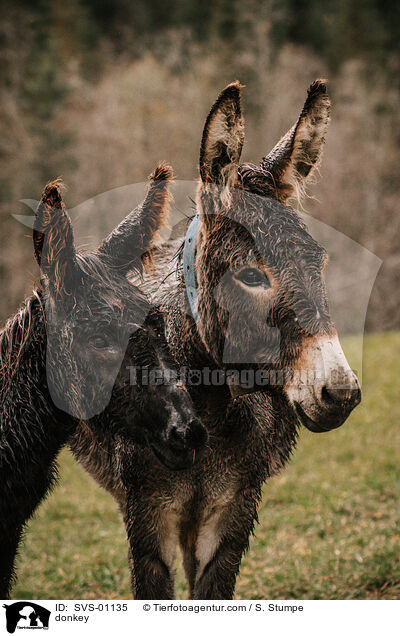 Esel / donkey / SVS-01135