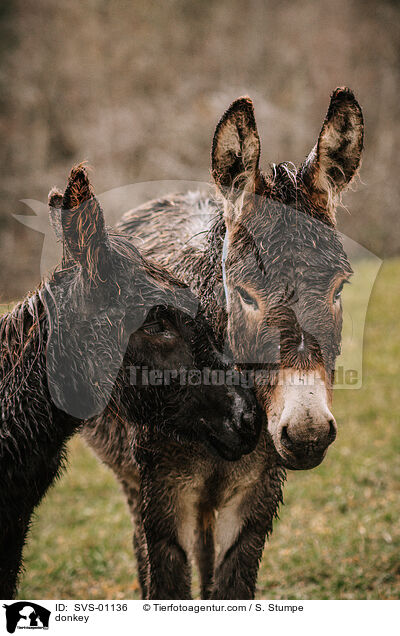 Esel / donkey / SVS-01136