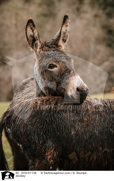 Esel / donkey / SVS-01138