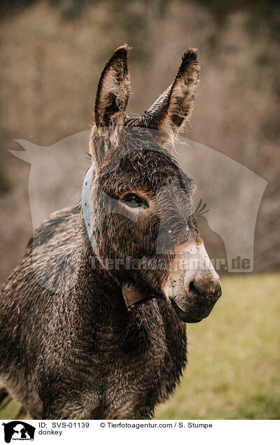 Esel / donkey / SVS-01139