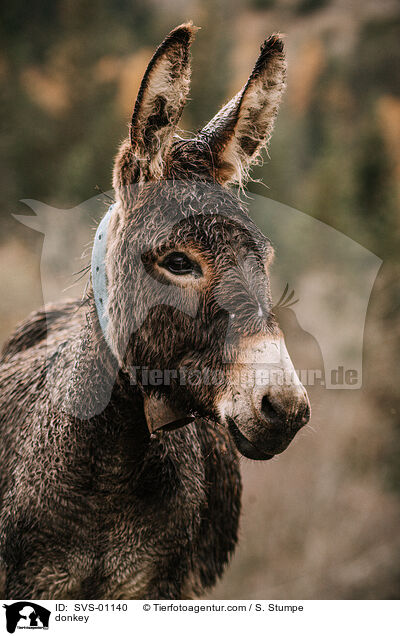 Esel / donkey / SVS-01140