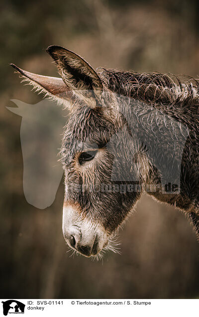 Esel / donkey / SVS-01141