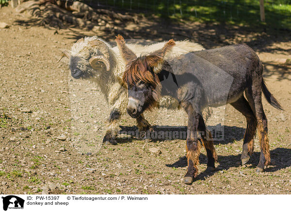 Esel und Schaf / donkey and sheep / PW-15397