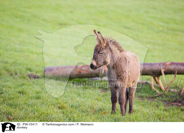 Esel / donkey / PW-15411