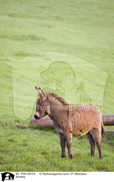 donkey / PW-15413