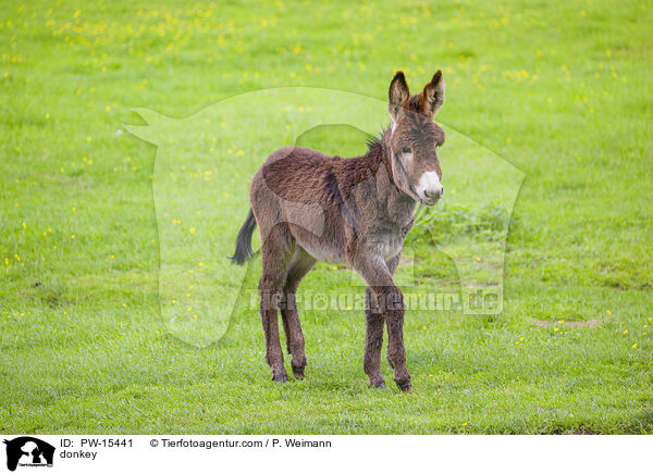 Esel / donkey / PW-15441