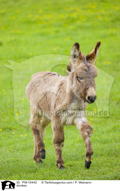 Esel / donkey / PW-15442