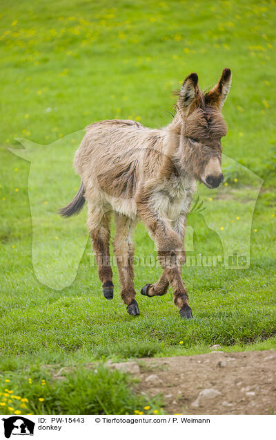 Esel / donkey / PW-15443