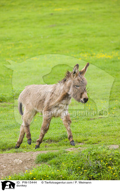 donkey / PW-15444