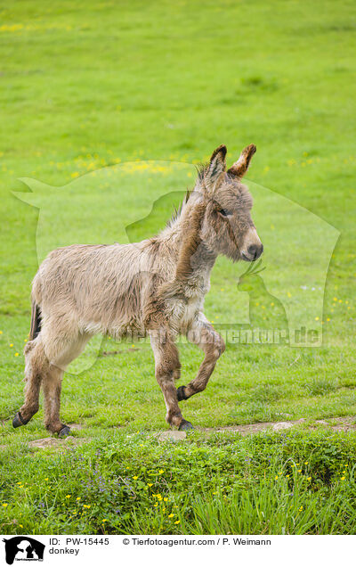 Esel / donkey / PW-15445