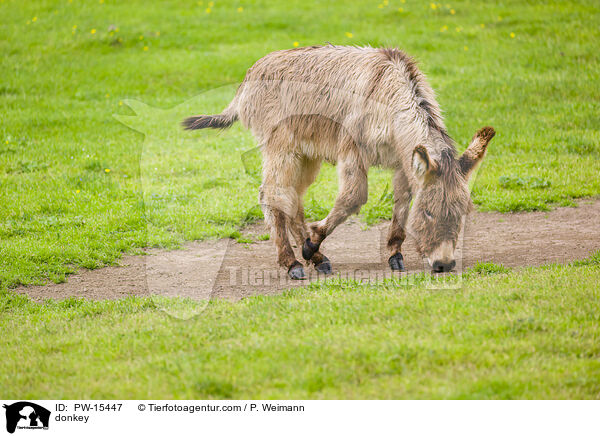 Esel / donkey / PW-15447