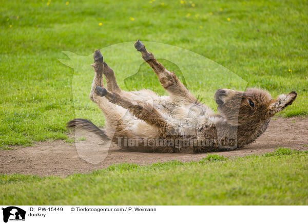 Esel / donkey / PW-15449