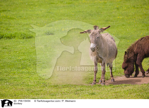 Esel / donkey / PW-15454