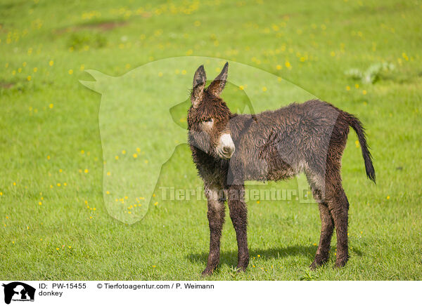 Esel / donkey / PW-15455