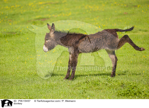 Esel / donkey / PW-15457