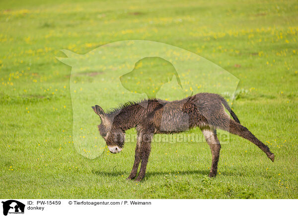 Esel / donkey / PW-15459