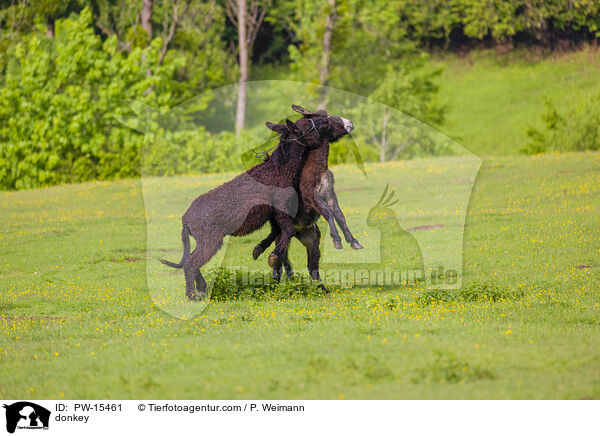Esel / donkey / PW-15461