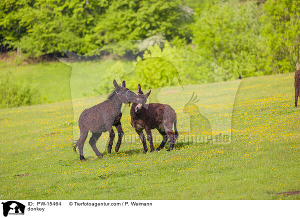 Esel / donkey / PW-15464