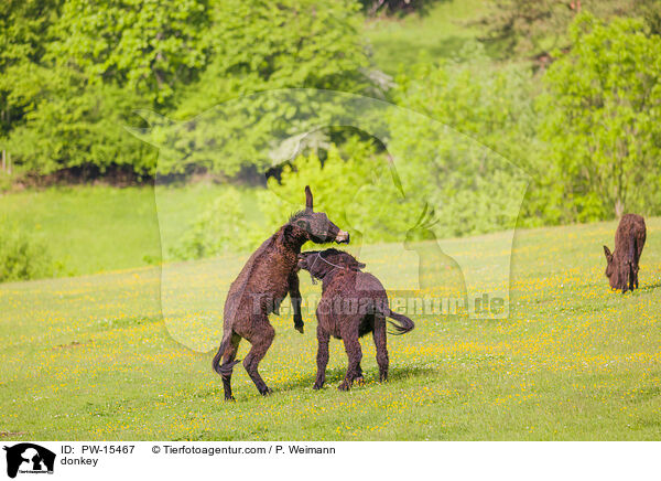 Esel / donkey / PW-15467