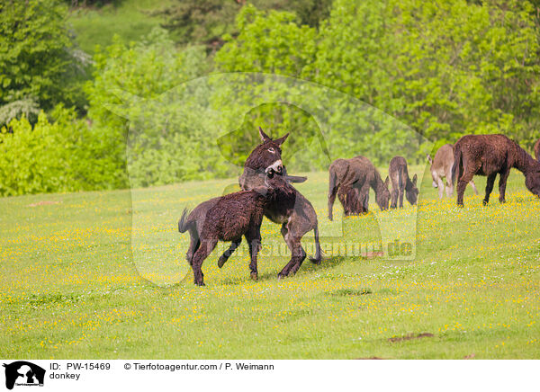Esel / donkey / PW-15469