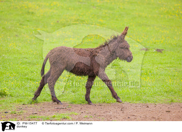 Esel / donkey / PW-15477