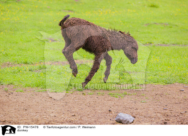 Esel / donkey / PW-15478