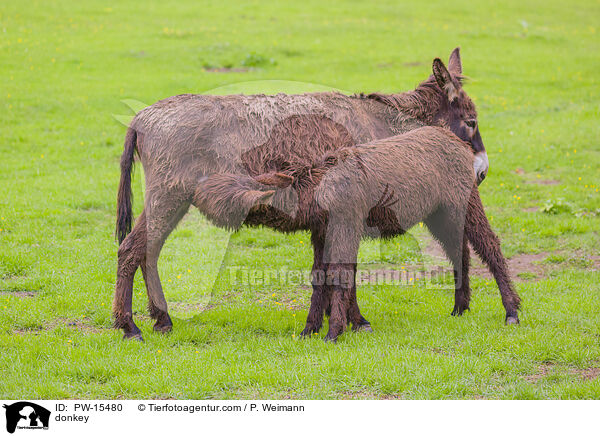 Esel / donkey / PW-15480