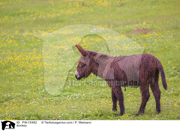 Esel / donkey / PW-15482