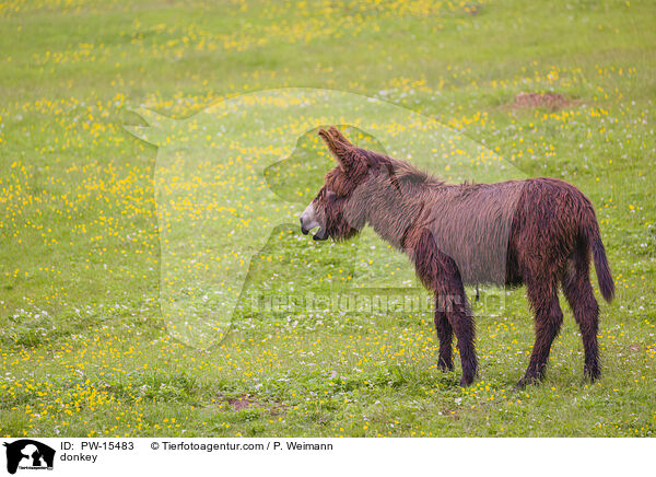 Esel / donkey / PW-15483