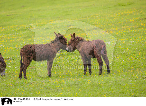 Esel / donkey / PW-15484