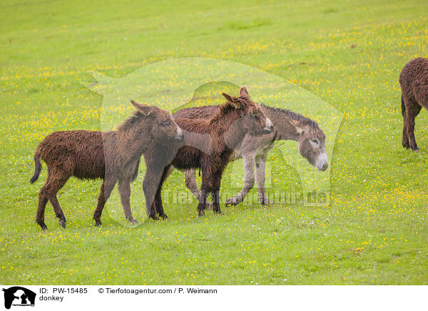 Esel / donkey / PW-15485