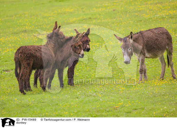 Esel / donkey / PW-15489