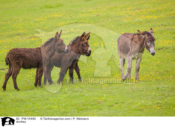 Esel / donkey / PW-15490