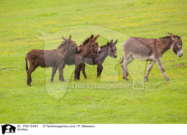 Esel / donkey / PW-15491