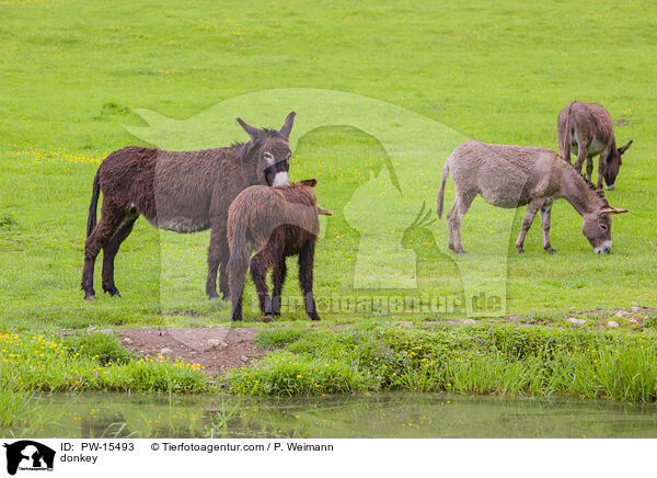 Esel / donkey / PW-15493