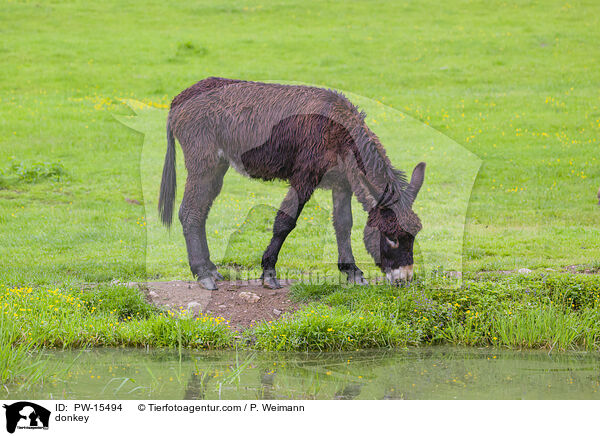 Esel / donkey / PW-15494