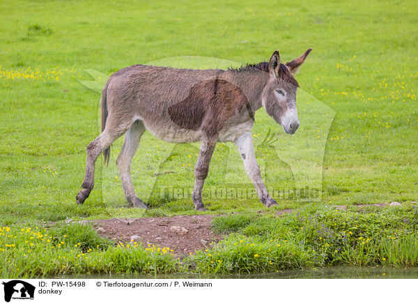 Esel / donkey / PW-15498