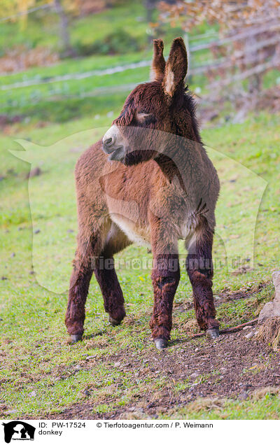Esel / donkey / PW-17524