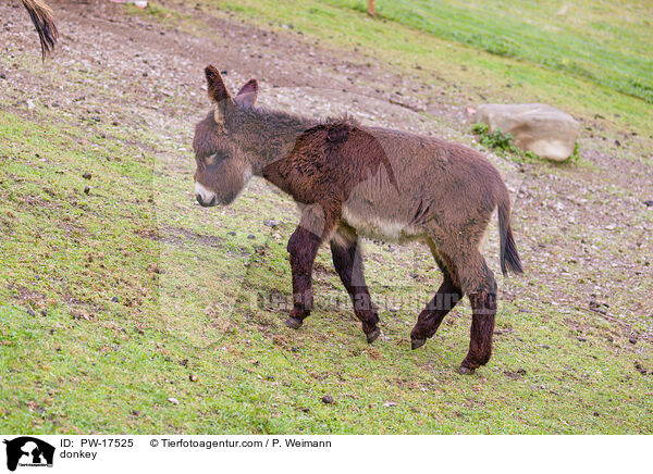 donkey / PW-17525